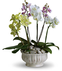 Regal Orchids from Boulevard Florist Wholesale Market